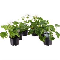 A Lucky Dip Selection! Geraniums Upright White - 6 x 10.5cm Pot Bedding