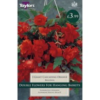 Taylors Bulbs Begonia Orange Giant Cascading (3 Pack) (TS223)