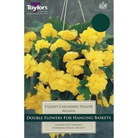 Taylors Bulbs Begonia Yellow Giant Cascading (3 Pack) (TS231)