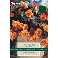 Taylors Bulbs Begonia Aztec Gold Exotic (3 Pack) (TS242)