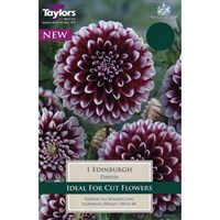 Taylors Bulbs Dahlia Edinburgh (Single Pack) (TS307)