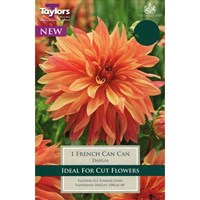 Taylors Bulbs Dahlia French Can-Can (Single Pack) (TS308)