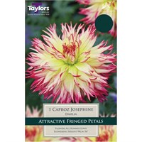 Taylors Bulbs Dahlia Caproz Josephine (Single Pack) (TS310)