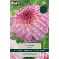Taylors Bulbs Dahlia Arbatax (Single Pack) (TS315)
