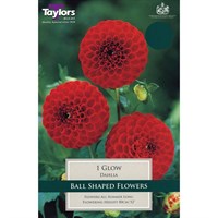 Taylors Bulbs Dahlia Glow (Single Pack) (TS354)