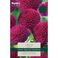 Taylors Bulbs Dahlia Rocco (Single Pack) (TS355)