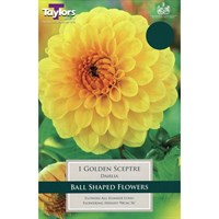 Taylors Bulbs Dahlia Golden Sceptre (Single Pack) (TS357)