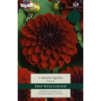 Taylors Bulbs Dahlia Night Queen (Single Pack) (TS382)