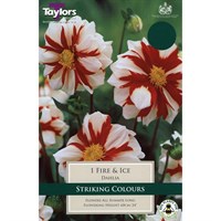 Taylors Bulbs Dahlia Fire & Ice (Single Pack) (TS422)