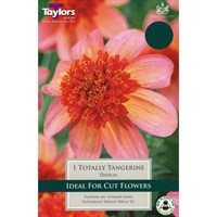 Taylors Bulbs Dahlia Totally Tangerine (Single Pack) (TS496)