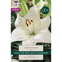 Taylor's Bulbs Lily Happy Snow (3 Pack) (TS594)