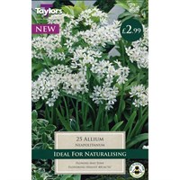 Taylor's Bulbs Allium Neapolitanum (25 Pack) (TS613)