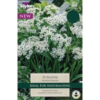 Taylors Bulbs Allium Neapolitanum (30 Pack) (TS613)