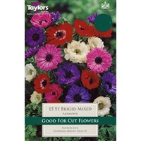 Taylors Bulbs Anemone St. Brigid Mixed (15 Pack) (TS627)