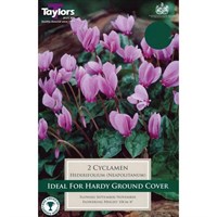 Taylors Bulbs Cyclamen Hederifolium (Neapolitanum) (2 Pack) (TS727)