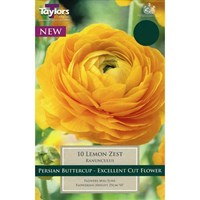 Taylors Bulbs Ranunculus Lemon Zest (10 Pack) (TS784)