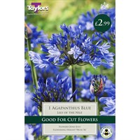Taylors Bulbs Agapanthus Blue (Lily Of The Nile) (Single Pack) (TS801)
