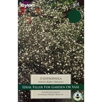 Taylors Bulbs Gypsophila White (3 Pack) (TS829)