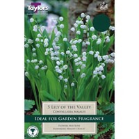 Taylors Bulbs Convallaria Majalis (Lily Of The Valley) (3 Pack) (TS831)