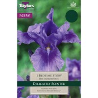 Taylors Bulbs Iris Bedtime Story (Single Pack) (TS848)