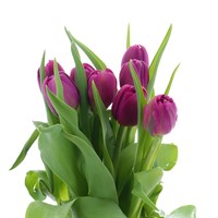Tulips (x 8 Individual Stems) - Dark Pink