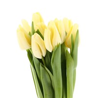Tulips (x 8 Individual Stems) - Cream