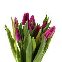 Tulips (x 8 Individual Stems) - Purple