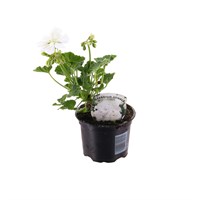 Upright Geranium White 10.5cm Pot Bedding