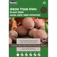 Taylors Bulbs Caledonian Rose (10 Pack) (VP419)