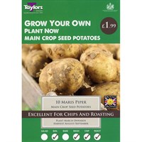Taylors Bulbs Main Crop Seed Potatoes Maris Piper (10 Pack) (VP484)