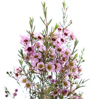 Wax Flower (x 5 Individual Stems) - Pink