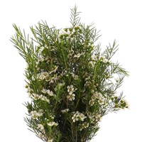 Wax Flower (x 5 Individual Stems) - White
