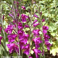 Gladiolus Byzantinus Perennial Plant 2L Pot - Set of 3