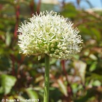 Allium Mont Blanc Perennial Plant 2L Pot - Set of 3