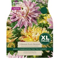Taylors Bulbs Dahlia Dinnerplate Delight (2 Pack) (XL532)