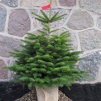 Nordmann Fir 4-5ft (125-150cm) Real Pot Grown Christmas Tree