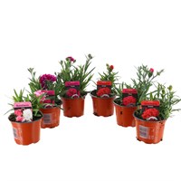 A Lucky Dip Selection! Dianthus Suncharm Assorted - 6 x 10.5cm Pot Bedding