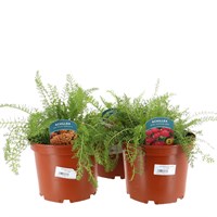 A Lucky Dip Selection! Achillea - 3 x 3L Pot Bedding