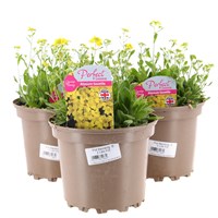 A Lucky Dip Selection! Alyssum Saxatile - 3 x  2L Pot Bedding