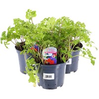 A Lucky Dip Selection! Anemone - 3 x 13cm Pot Bedding