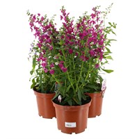 Longacres Choice - Angelonia - 3L Pot Bedding
