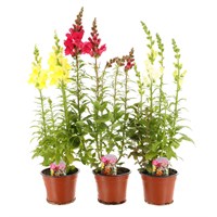 A Lucky Dip Selection! Antirrhinum - 13cm x 3 Pot Bedding