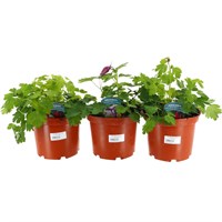 A Lucky Dip Selection! Aquilegia - 3 x 3L Pot Bedding