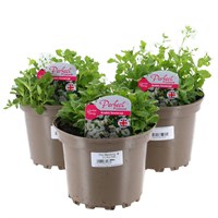 A Lucky Dip Selection! Arabis - 3 x 2L Pot Bedding