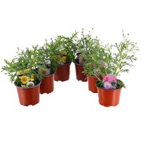 A Lucky Dip Selection! Argyranthemum - 6 x 10.5cm Pot Bedding