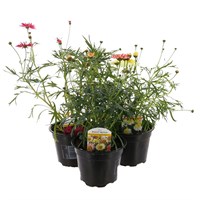 A Lucky Dip Selection! Argyranthemum Aramis Mixed - 3 x 13cm Pot Bedding