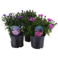 A Lucky Dip Selection! Aster Alpha - 3 x 13cm Pot Bedding