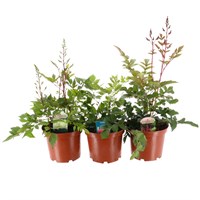 A Lucky Dip Selection! Astilbe - 3 x 3L Pot Bedding