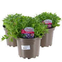 A Lucky Dip Selection! Aubretia - 3 x 2L Pot Bedding