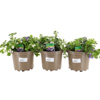 A Lucky Dip Selection! Bacopa Sutera Trio - 3 x 2L Pot Bedding